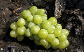 Grapes tree stump dirt leaves - free nature wallpaper