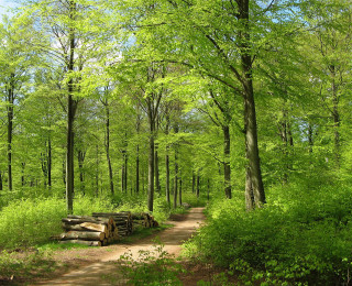 Dirt road forest logs ecological - a dirt road in the middle of a forest free wallpaper