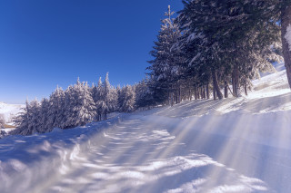 Snowy path trees blue sky - the side of it free wallpaper