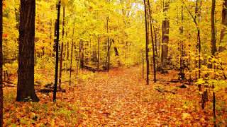 Autumn forest leaves fire flame - ada hill walker free wallpaper