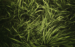 Grass bamboo forest plant nature - a close up of a bunch free wallpaper
