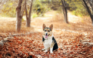 Dog leaves woodland autumn fire - area free wallpaper