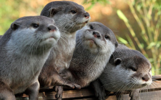 Otters wooden box blurry background - brenda chamberlain free wallpaper