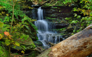 Waterfall forest fallen trunk bush - fallen free wallpaper