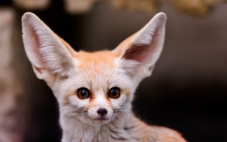 Small fox big ears sad - dom qwek free wallpaper