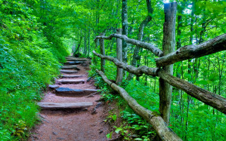 Woodland trail fence branch path - a trail free wallpaper
