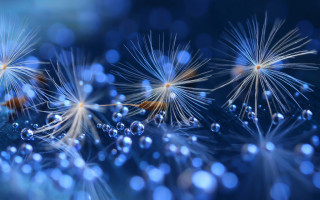 Dandelion water droplets bokeh city - a close up of a dandelion free wallpaper