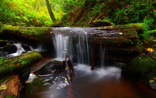 Lush green forest waterfall moss - the rock free wallpaper