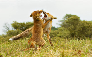 Dogs playing with each other - furry free wallpaper