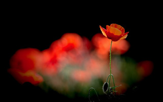 Single flower field dark black - the middle of a field free wallpaper