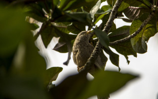 Bird branch leaves sky nature - a branch of a tree free wallpaper