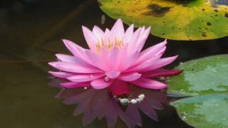 Pink flower pond lilies frog 2 - blanche hoschedé monet free wallpaper