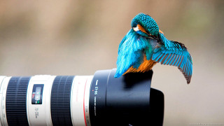 Small bird camera lens wings - a small bird free wallpaper