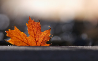 Leaf sunlit autumn macro photorealism - a single leaf free wallpaper