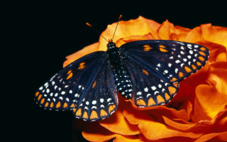 Butterfly flower orange background macro - a flower free wallpaper