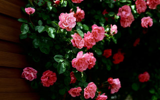 Pink rose bush green leaves - a wooden wall behind free wallpaper