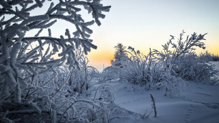 Snowy field trees sunset matte - a bunch of trees free wallpaper