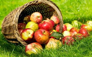 Basket apples green field harvest - a lush green field of grass next free wallpaper