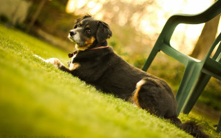 Dog bench park sky blurry - the grass next free wallpaper