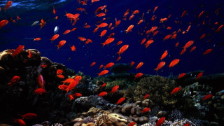 Fish coral reef ocean blue 5 - impressionist free wallpaper