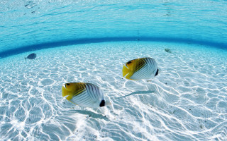 Two fish swimming shallow pool - surrealism free wallpaper