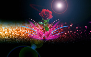 Red rose book dark light - back free wallpaper
