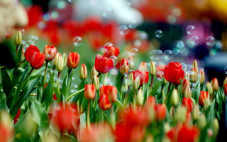Red tulips bubbles figure impressionism - red tulip free wallpaper