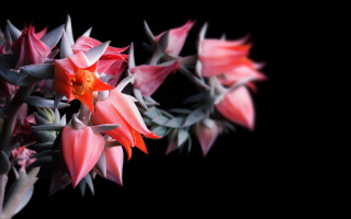 Pink flowers green leaves black - a black background behind them free wallpaper