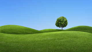 Lone tree grassy field blue 3 - a lone tree free wallpaper