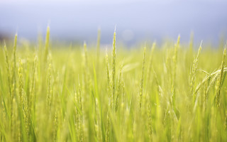 Green grass blue sky clouds 19 - amano free wallpaper for desktop