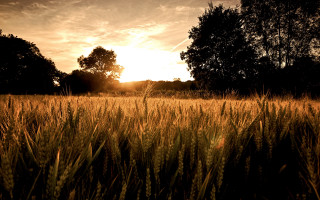Sunset forest grass lake mountains - heavy grain free wallpaper