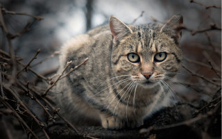 Sad cat branch animal photography - a stock photo free wallpaper