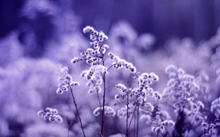 Purple flower microscopic branch night - a close up of a plant free wallpaper