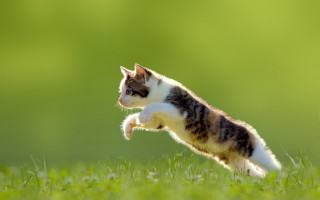 Cat jumping grass nature green - a microscopic photo free wallpaper