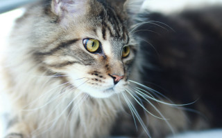 Regal cat yellow eyes window - regal free wallpaper