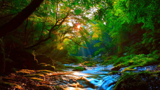Lush forest stream sunshine nature - a stream free wallpaper