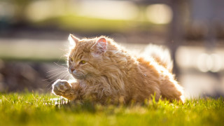 Cat laying in grass reflection - the camera lense free wallpaper