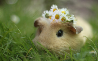 Hamster flower daisies impressionist cute - impressionist free wallpaper