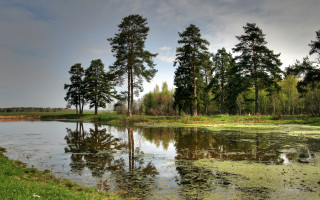 Pond water lilies trees cloudy 3 - a pond free wallpaper