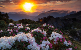 Flower field sunset mountains clouds 3 - a field of flowers free wallpaper