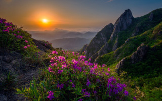 Mountain sunset flower field cloudy - beautiful landscape free wallpaper