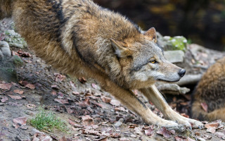 Wolf rocky hill motion blur - the ground and grass free wallpaper