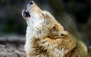 Wolf looking up closed eyes - closed free wallpaper