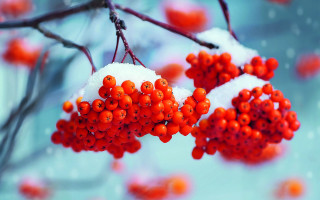 Berries snow covered branch blurry 2 - a bunch of berries free wallpaper
