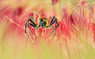 Spider flower field blurry background - clovis trouille free wallpaper