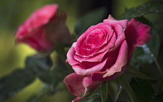 Pink rose water droplets garden - rose free wallpaper
