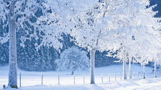 Snowy field fence trees person - a fence and trees free wallpaper