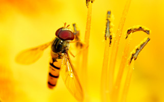 Fly water droplets macro autumn - domirinic fegallia free wallpaper