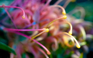Flower blurry background macro bokeh - david boyd free wallpaper