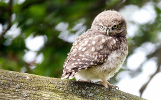 Small owl forest photorealistic animal - a small owl free wallpaper
